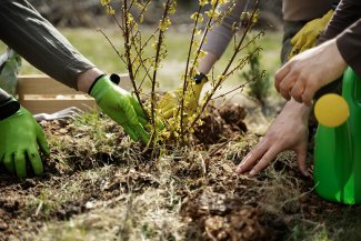 Forest Bank, Primer Servicio De Eliminación De La Huella Personal De Carbono A Coste Cero